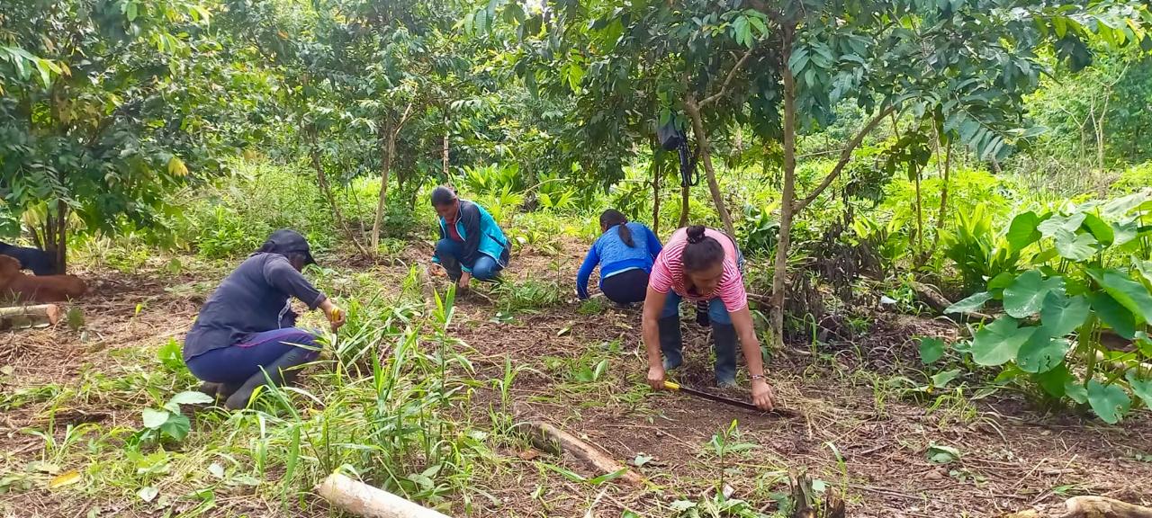 Foto 1: Mujeres en aja. Créditos FILAC | Foto 2: Imagen referencial de cosecha. Crédito: IA | Foto 3:  Aja vista desde el aire. Créditos: Armando Prado 1